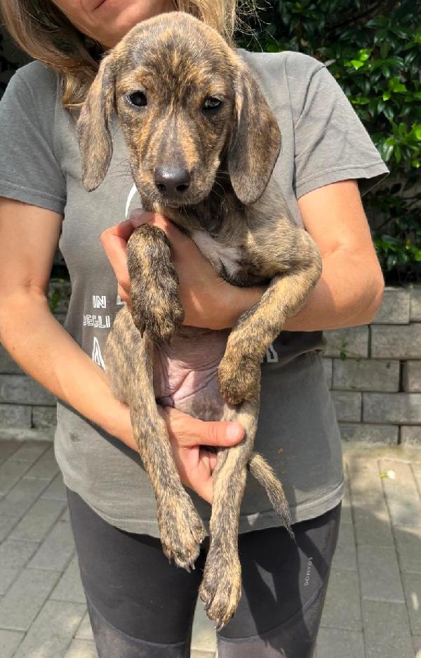 5 BELLISSIMI CUCCIOLI Foto 5